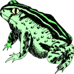 Frog 23