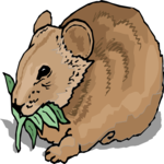Wombat 3 Clip Art