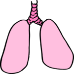 Lungs & Trachea 2