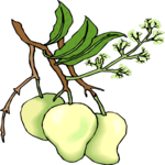 Pears 08 Clip Art
