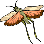 Grasshopper 11