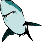 Shark 10