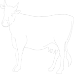 Cow 06