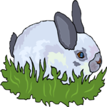 Rabbit 24