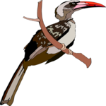 Hornbill 3