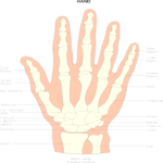 Chart - Hand