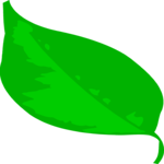 Leaf 019