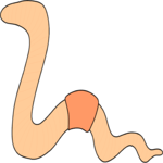 Worm