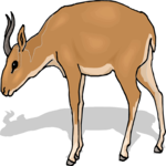 Antelope 50
