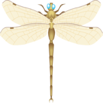 Dragonfly 04