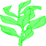 Plant 062 Clip Art