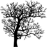 Tree 014