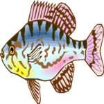 Sunfish 1