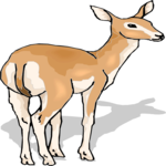 Antelope 35