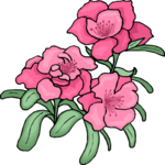 Rose 80 Clip Art