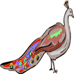 Peacock 4 Clip Art