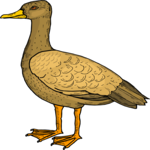 Duck 35