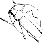 Crawling Insect 01 Clip Art