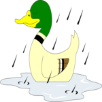 Duck in Rain 1