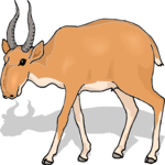 Antelope 41