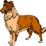 Collie 1