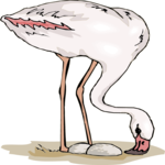 Flamingo 18 Clip Art