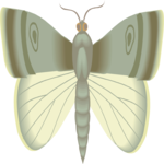 Moth 03 Clip Art