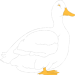 Duck 14