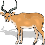 Antelope 33