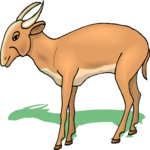 Antelope - Pygmy 2