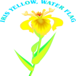 Iris Yellow - Water Flag