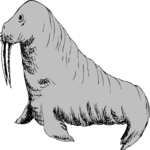 Walrus 13