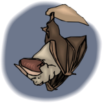Bat 13
