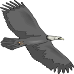 Eagle 68 Clip Art