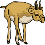 Antelope 24