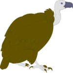 Vulture 1