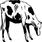 Cow 20
