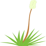 Yucca 1 Clip Art