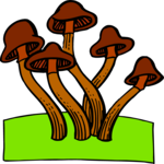Mushrooms 02