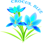 Crocus Blue