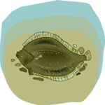 Flounder 2 Clip Art