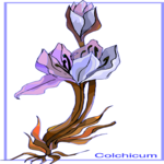 Colchicum