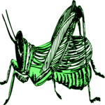 Grasshopper 12 Clip Art