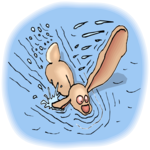 Rabbit Swimming