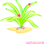 Sagittaria Eatoni Clip Art