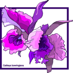 Cattleya Bowringiana Clip Art