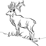 Deer 02