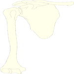 Bones - Shoulder Clip Art