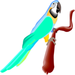 Parrot 15