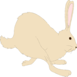 Rabbit 04